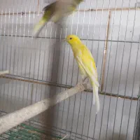 قناری مرغ عشق عروس هلندی فنچ|پرنده|خمینیشهر, |دیوار