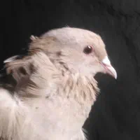 زرد کرمونی هلندی خوش رنگ نر|پرنده|تربت‌حیدریه, ۴۵ متری|دیوار