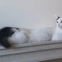 گربه در بروجن