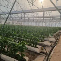 کارگر خانم در گلخانه هیدروپونیک