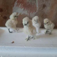 جوجه مرغ و خروس|حیوانات مزرعه|تهران, نیروی هوایی (پیروزی)|دیوار