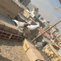 تعدادی کبوتر