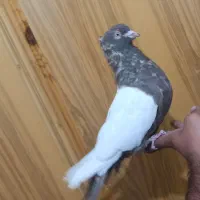 نر سینه ای چش نوک سفید