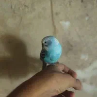 مرغ عشق|پرنده|تبریز, |دیوار