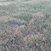 زمین کشاورزی با قیمت مناسب