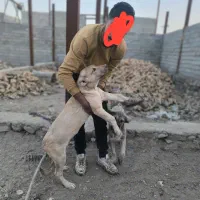 واگذاری توله ماده