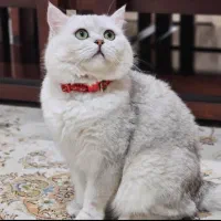 گربه بریتیش اصل