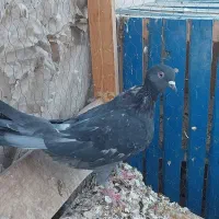 کبوتر تهرونی|پرنده|اصفهان, ارداجی|دیوار
