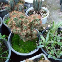 گلهای زیبا|گل و گیاه طبیعی|خمام, |دیوار