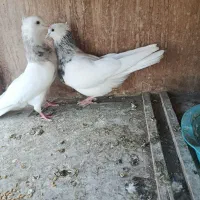 جفت طوقی