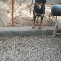 واگذاری سگ رتوایلر|سگ|شاهرود, |دیوار