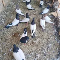 کبوتر سینه دم سیاه