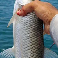 بچه ماهی کپور