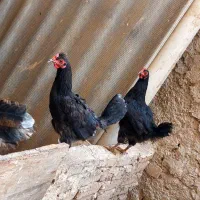 مرغ تخمگزار|حیوانات مزرعه|تهران, بهارستان|دیوار