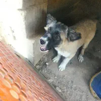 یک عدد توله لاس|سگ|ابریشم, |دیوار