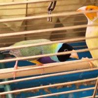 فنچ (جغدی شکلاتی) (کرواتی شکلاتی )گلدین|پرنده|تهران, سنگلج (شاپور)|دیوار