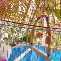 طوطی برزیلی همراه با قفس و وسایل..تخفیف هم داره.|پرنده|بندر انزلی, بشمن|دیوار