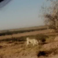 سگ گمشده