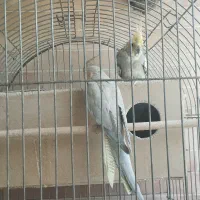 عروس هلندی مولد و غیر مولد|پرنده|فارسان, |دیوار