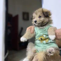 فروش پامرانین خرسی اصیل آموزشدیده با وسایل|سگ|ارومیه, |دیوار