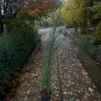 کاج نهال درخت سرو نقره ای