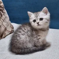 بریتیش شورت هیر سیلور