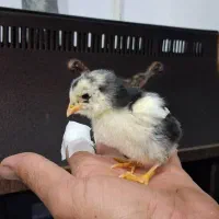 جوجه گلین|حیوانات مزرعه|خاوران, |دیوار