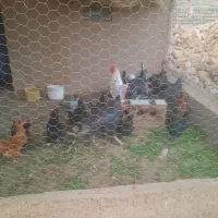 مرغ وخروس ،بوقلمون، بلدرچین|حیوانات مزرعه|بشاریات, |دیوار