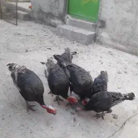 فروش بوقلمون برنزی|حیوانات مزرعه|میانه, |دیوار