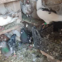 12عدد کفتر