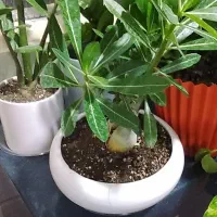 ادنیوم|گل و گیاه طبیعی|قم, علی آباد سعدگان|دیوار