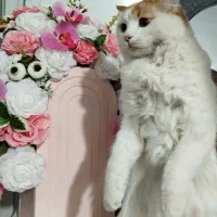 واگذاری گربه پرشین