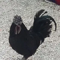 ایام سمانی پاتربچ