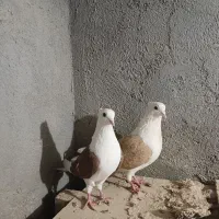 کفتر‌دوکت‌‌کاکلی