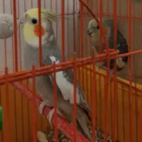 طوطی عروس بالغ وجفت|پرنده|بهبهان, |دیوار