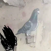 کبوتر سبز آلمانی ذات دار|پرنده|آشخانه, |دیوار