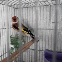 سهر قناری|پرنده|شیراز, کیان شهر|دیوار