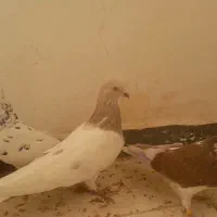 کفتر کله الماسی کینگ سایز