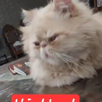 گربه پرشین نر سوپر فلت نسکافه ای خاص