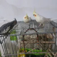 عروس هلندی نر و ماده لوتینو
