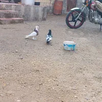 طوقی وسینه|پرنده|زیرکوه, |دیوار