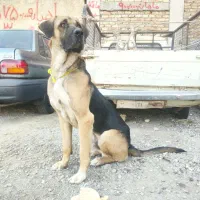 پژدرعراقی دوساله|سگ|صباشهر, |دیوار