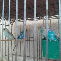 مرغ عشق|پرنده|سیرجان, |دیوار