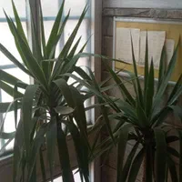 گیاه یوکا بُنسای|گل و گیاه طبیعی|تهران, خواجه نظام الملک|دیوار