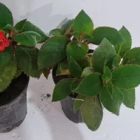 گل روز مادر|گل و گیاه طبیعی|مراغه, |دیوار