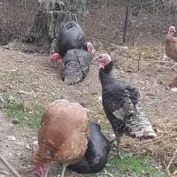 بقلمون واوردک