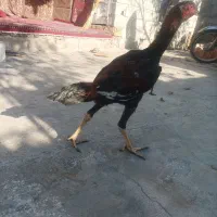 خروس اوشامودلند|حیوانات مزرعه|دلند, |دیوار