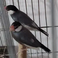 یک جفت فنج نرگسی فوق مولد معاوضه و فروش|پرنده|خرم‌آباد, |دیوار