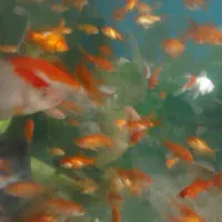 ماهی خوشگل آکواریوم