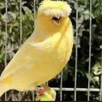 قناری رسمی بلند گلاستر اورجینال